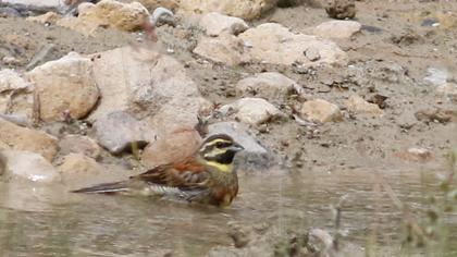 Cirl Bunting