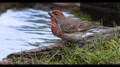 Common Rosefinch