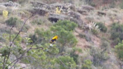 Eurasian Golden Oriole