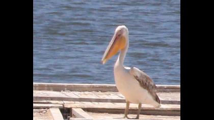 Great White Pelican