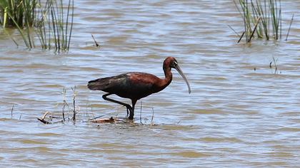 Glossy Ibis