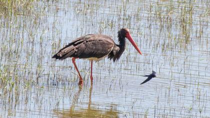 Black Stork
