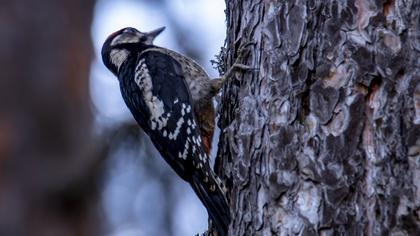 Great Spotted Woodpecker