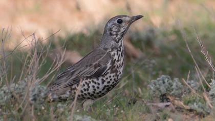 Mistle Thrush