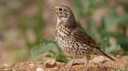 Song Thrush