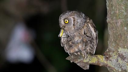 Eurasian Scops Owl
