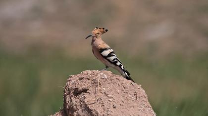 Eurasian Hoopoe