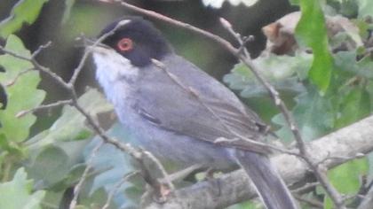 Sardinian Warbler