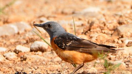 Common Rock Thrush