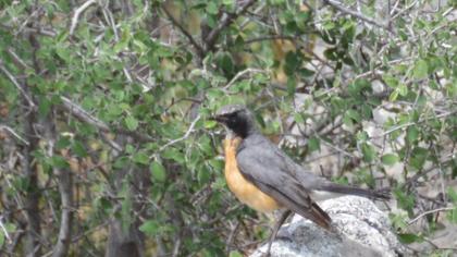 White-throated Robin
