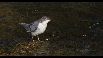 White-throated Dipper