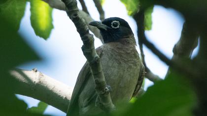 White-spectacled Bulbul