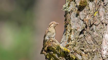 Eurasian Wryneck