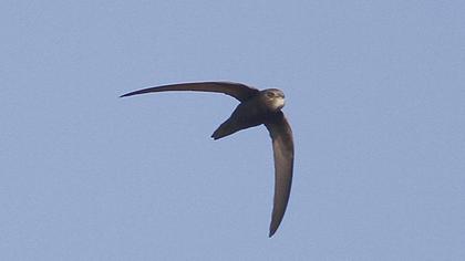 Common Swift