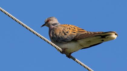 European Turtle Dove