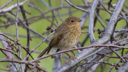 Eurasian Wren