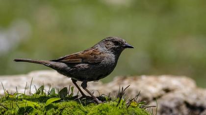 Dunnock