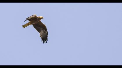 Booted Eagle