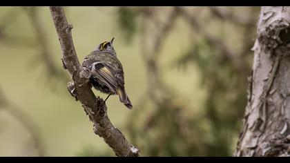 Goldcrest