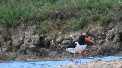 Eurasian Oystercatcher