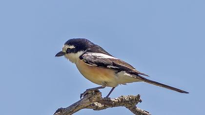 Masked Shrike