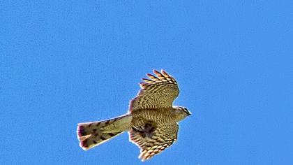 Eurasian Sparrowhawk