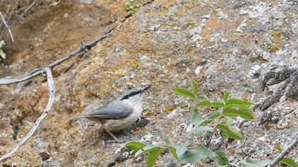Western Rock Nuthatch