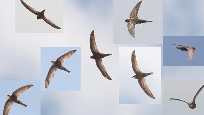 Pallid Swift