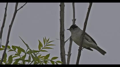 Karabaşlı ötleğen