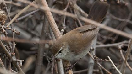 Cetti`s Warbler