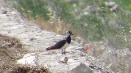 Northern Lapwing