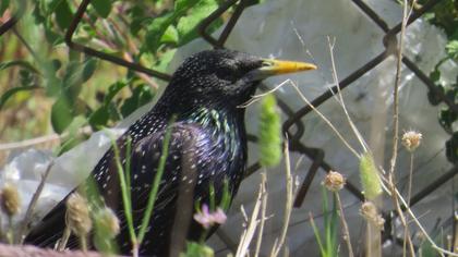 Common Starling