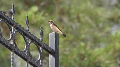 European Stonechat