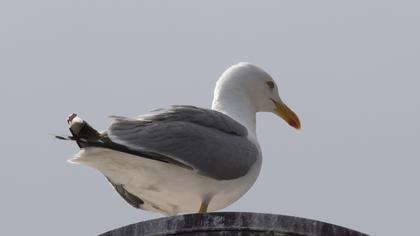 Yellow-legged Gull