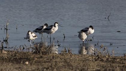 Pied Avocet