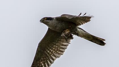 Northern Goshawk