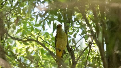Eurasian Golden Oriole