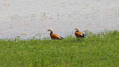 Ruddy Shelduck