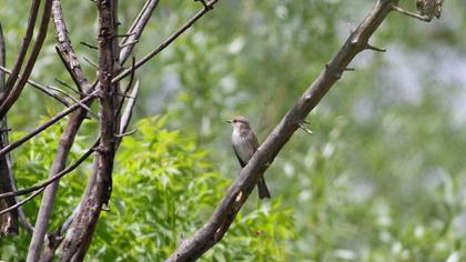 Spotted Flycatcher