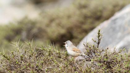 Spectacled Warbler