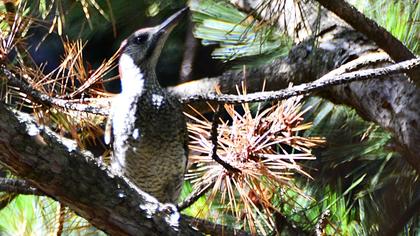 European Green Woodpecker