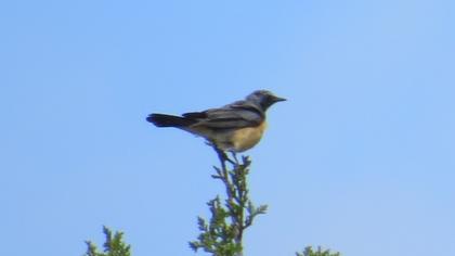 White-throated Robin