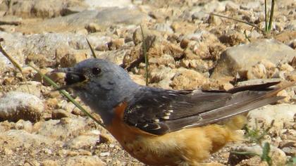Common Rock Thrush