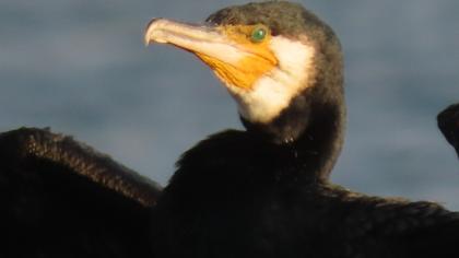 Great Cormorant