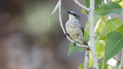 Lesser Whitethroat