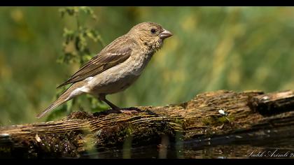 Common Rosefinch