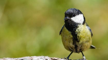 Great Tit