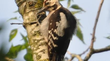 Syrian Woodpecker