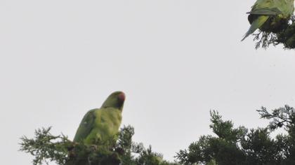 Rose-ringed Parakeet
