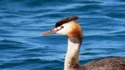 Great Crested Grebe